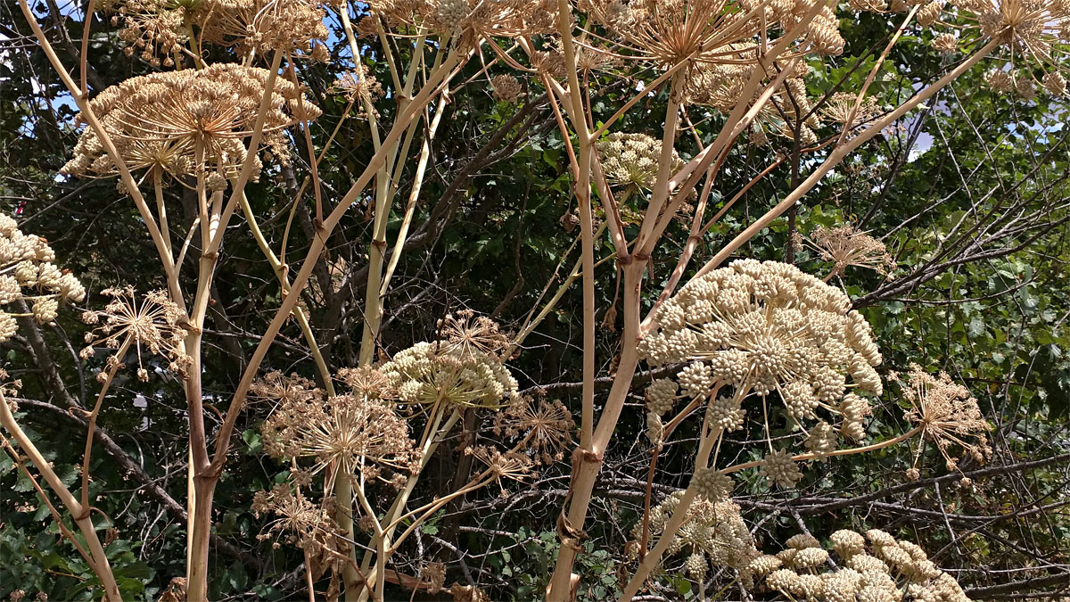 ferula